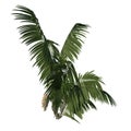 Front view tree Young Howea forsteriana Kentia 3 illustration vector