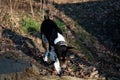 Front view of a tri color basenji looking on a ground at a late summer day in meppen emsland germany