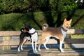 Front view of a tri color basenji sitting on a wooden bench looking to the side in meppen emsland germany