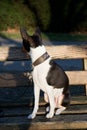 Front view of a tri color basenji sitting on a wooden bench looking to the side in meppen emsland germany