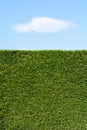 A trimmed cedar hedge under a blue sky with a white cloud Royalty Free Stock Photo