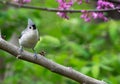 Tufted titmouse with crest raised with purple flowers Royalty Free Stock Photo