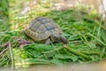 Front view of a turtle among green plants. Nutrition of turtles