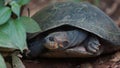 Front view of turtle with legs and head inside its shell in Ecuadorian amazon. Common names: Charapa