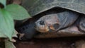 Front view of turtle with legs and head inside its shell in Ecuadorian amazon. Common names: Charapa.