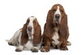 Front view of Two Basset Hounds, sitting Royalty Free Stock Photo