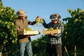 Front view two elderly farmer winemaker stand with boxes full of ripe white grape one hand take