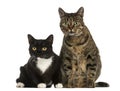 Front view of two European shorthair cats, isolated