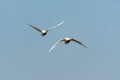Front view of two flying swans Royalty Free Stock Photo
