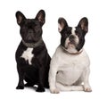 Front view of Two French Bulldogs, sitting Royalty Free Stock Photo