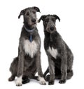 Front view of Two Irish Wolfhounds sitting Royalty Free Stock Photo