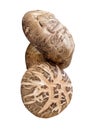 Front view of two shiitake mushrooms in stack isolated on white background with clipping path Royalty Free Stock Photo