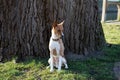 Front view of a two tone basenji sitting on a grass area in meppen emsland germany