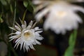 Front view of a two white blossom of the queen of the night Cactus plant, night blooming, with charming, bewitchingly fragrant Royalty Free Stock Photo