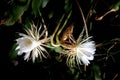 Front view of a two white blossom of the queen of the night Epiphyllum oxypetalum Cactus plant, night blooming, with charming, Royalty Free Stock Photo