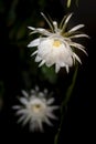 Front view of two white blossoms of the queen of the night Epiphyllum oxypetalum Cactus plant, night blooming, with charming,
