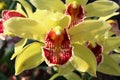 Front view of two yellow orchid flowers of Cymbidium kind with patchy yellow to red lower labellum petal