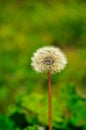 Dandelion seed head Royalty Free Stock Photo