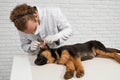 Vet in white lab coat examining dog ear. Royalty Free Stock Photo