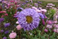 Front view of violet flower of China aster Royalty Free Stock Photo