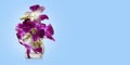 Front view violet and pink orchid flowers on water in small glass cup on blue background,copy space Royalty Free Stock Photo