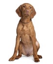 Front view of Vizsla dog, sitting