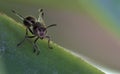 Front view of a Wasp on a leaf blade Royalty Free Stock Photo
