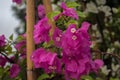 Front view water drop pink Bougainville on tree background