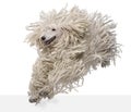 Front view of White Corded standard Poodle running Royalty Free Stock Photo