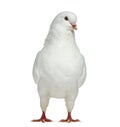Front view of a White King Pigeon Royalty Free Stock Photo
