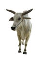 Front view of white male Thai cow with beautiful horns. Royalty Free Stock Photo