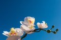 Front view of White orchid flower branch, on blue sky background Royalty Free Stock Photo