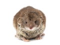 Front view of a White-toothed shrew,