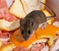 A wild brown house mouse, Mus musculus, facing the camera on top of citrus rinds.