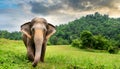 Wild Indian Elephant Walking on Green Grass Field Near the Forest - Generative Ai Royalty Free Stock Photo