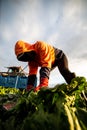 Front View of a Woman Harvesting Lettuce with a Knife. Farm Worker Royalty Free Stock Photo