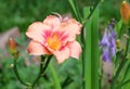 Front view on a wonderful pink flower closeup.