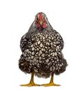 Front view of a Wyandotte chicken