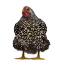 Front view of a Wyandotte chicken Royalty Free Stock Photo