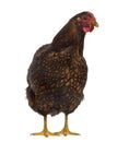 Front view of a Wyandotte chicken