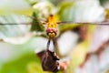 Front view of Yellow Dragonfly Royalty Free Stock Photo