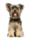 Front view of a Yorkshire Terrier sitting, panting Royalty Free Stock Photo