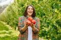 Front view young beautiful woman farmer orchard worker harvested holding three apples in her hands. Royalty Free Stock Photo
