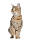 Front view of Young Bengal cat, standing