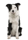 Front view of Young Border Collie sitting