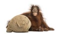 Front view of a young Bornean orangutan hugging its burlap stuffed toy Royalty Free Stock Photo