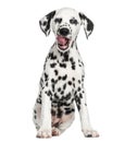 Front view of a young Dalmatian sitting, licking, isolated