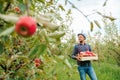 Front view young farmer orchard worker smiling holding a box with a crop of apples in his hands. Royalty Free Stock Photo