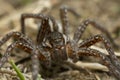 Front view of a young raft spider, Dolomedes fimbriatus on ground Royalty Free Stock Photo