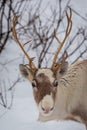 Front view at young reindeers head with antlers Royalty Free Stock Photo